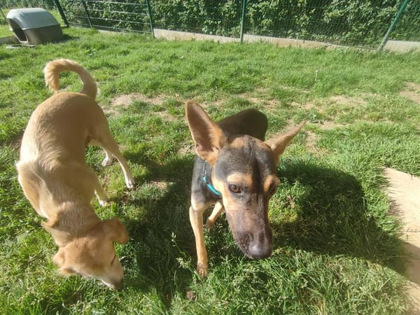 VICKY QCN (a trouvé sa famille)