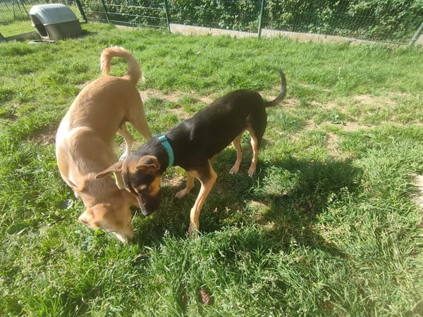 VICKY QCN (a trouvé sa famille)