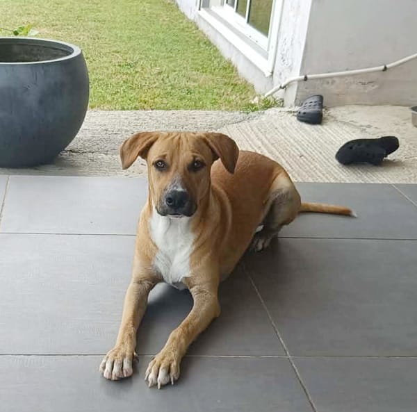 ATCHI, Mâle junior Berger Créole