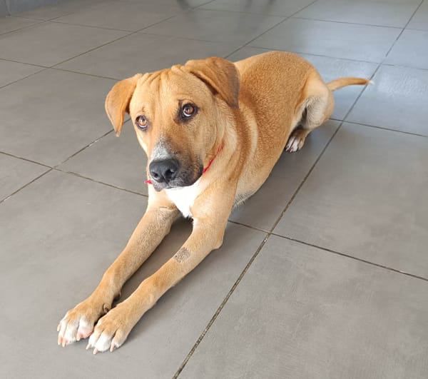 ATCHI, Mâle junior Berger Créole