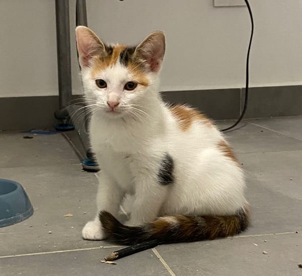 CHAT–KIRA, chaton femelle européen