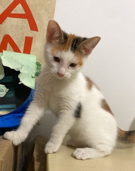 CHAT–KIRA, chaton femelle européen