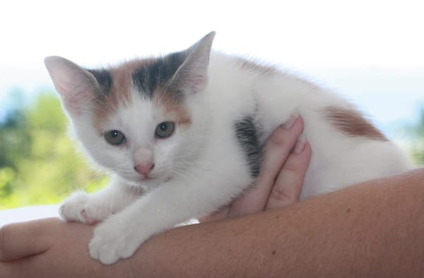 CHAT–KIRA, chaton femelle européen