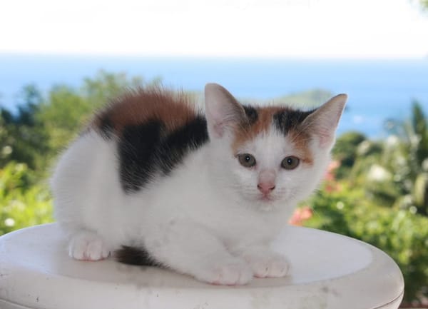 CHAT–KIRA, chaton femelle européen