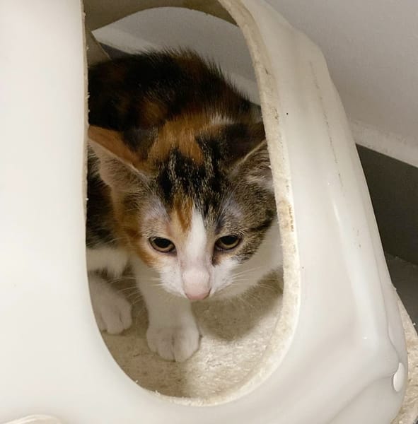 CHAT–MALLOW, chaton femelle européen