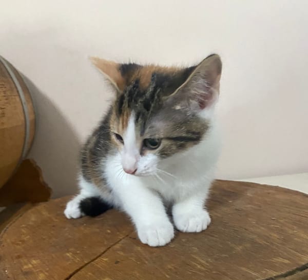CHAT–MALLOW, chaton femelle européen