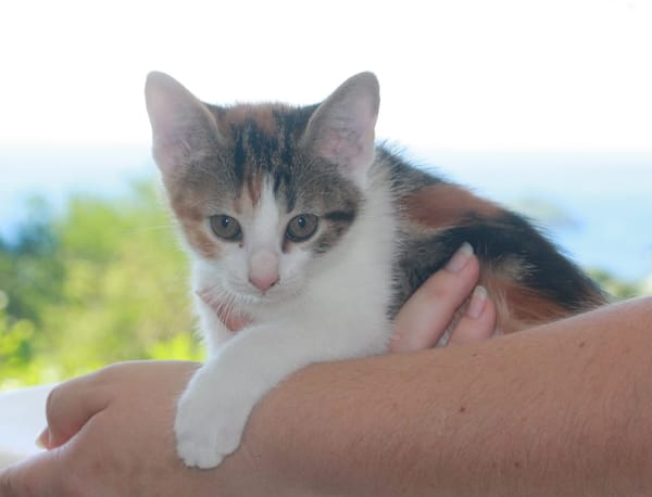 CHAT–MALLOW, chaton femelle européen