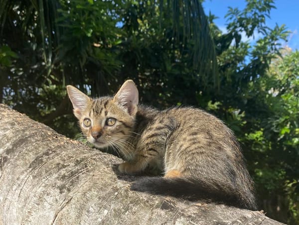 KANNELLE, chaton femelle type européen