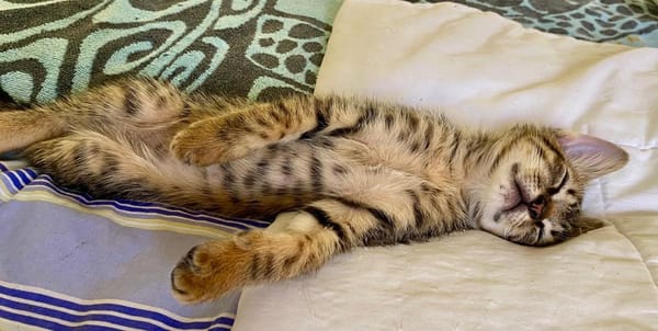 KANNELLE, chaton femelle type européen