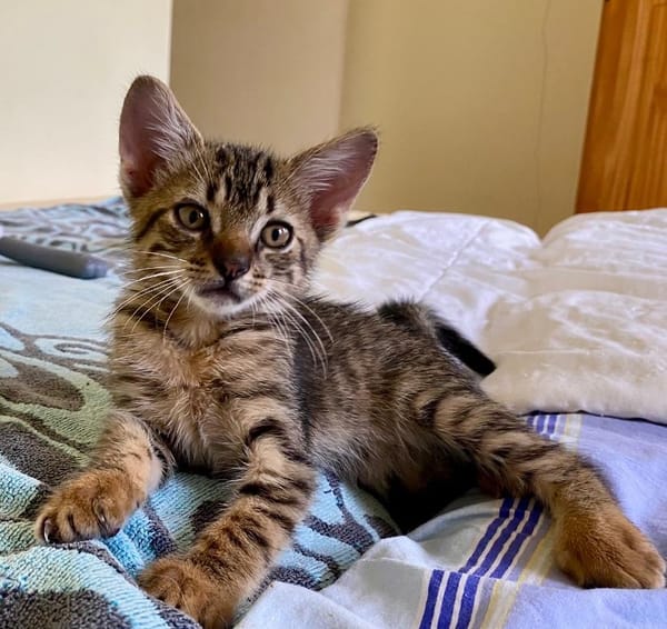 KANNELLE, chaton femelle type européen