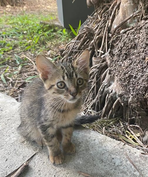 KANNELLE, chaton femelle type européen