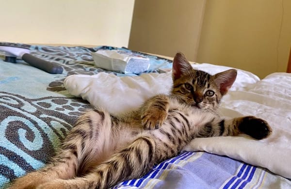 KANNELLE, chaton femelle type européen