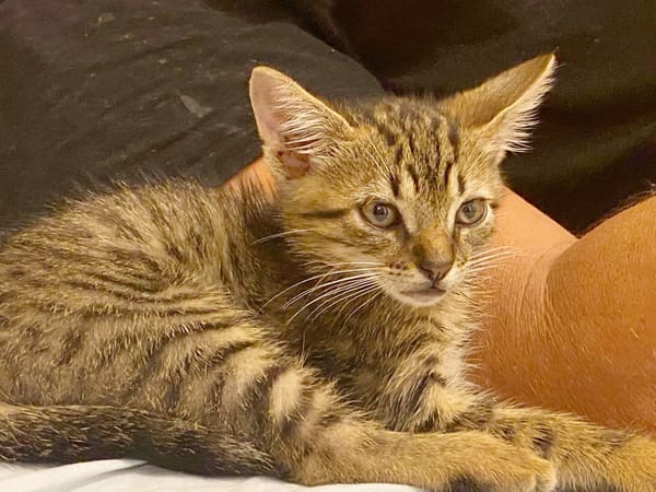 KANNELLE, chaton femelle type européen