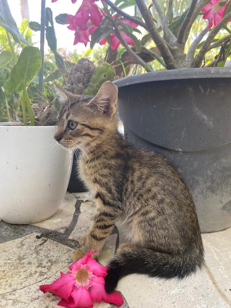 KANNELLE, chaton femelle type européen