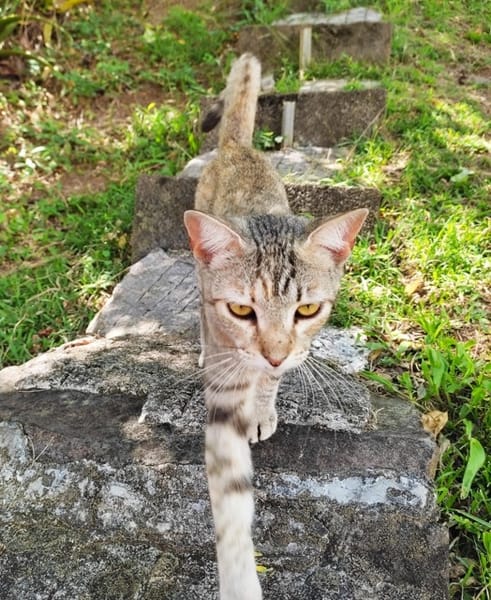RAYA, chaton femelle européen