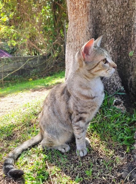 RAYA, chaton femelle européen