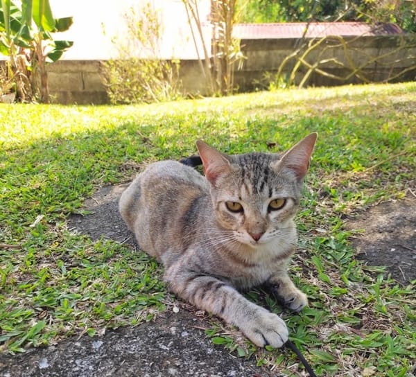 RAYA, chaton femelle européen