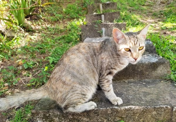 RAYA, chaton femelle européen