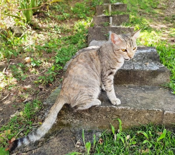 RAYA, chaton femelle européen