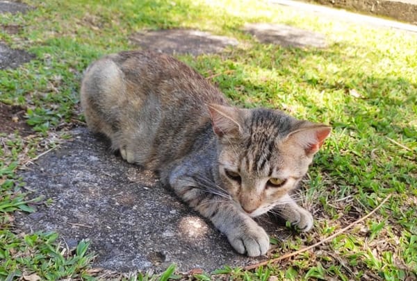 RAYA, chaton femelle européen