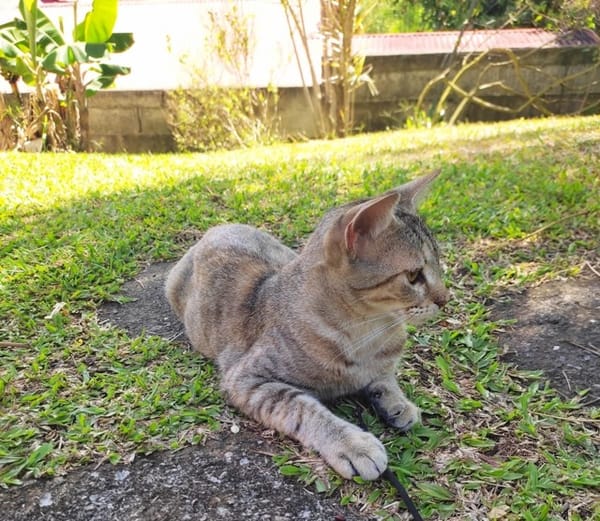 RAYA, chaton femelle européen
