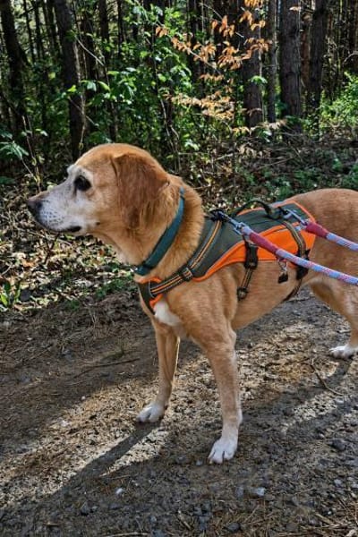 Tiffy sucht ein Zuhause