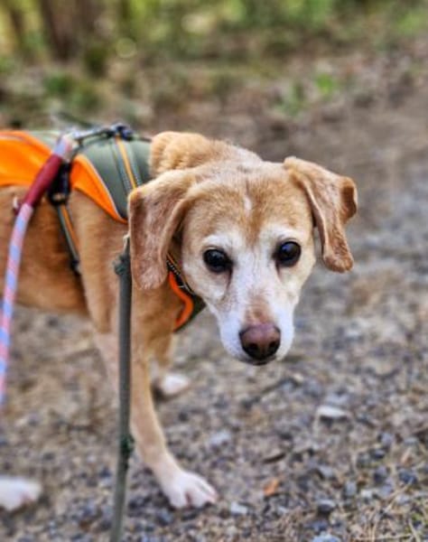 Tiffy sucht ein Zuhause