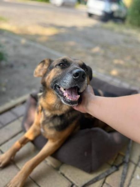 Oldie, verschmuster Hundeopi, ca. 11 J