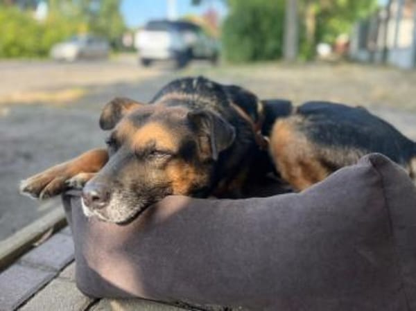 Oldie, verschmuster Hundeopi, ca. 11 J