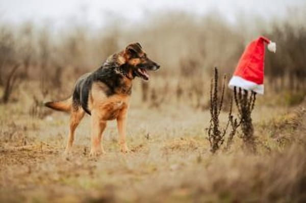 Oldie, verschmuster Hundeopi, ca. 11 J