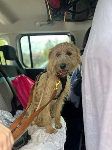 Fritzi, vorsichtiges Kämpferherz, ca. 3