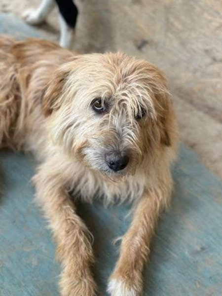 Fritzi, vorsichtiges Kämpferherz, ca. 3