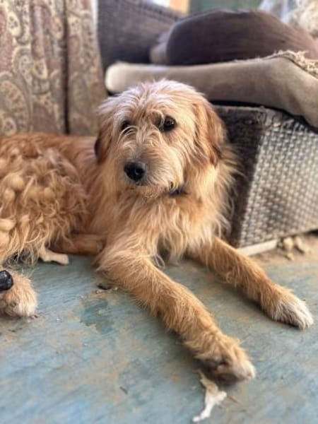 Fritzi, vorsichtiges Kämpferherz, ca. 3