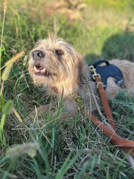 Fritzi, vorsichtiges Kämpferherz, ca. 3