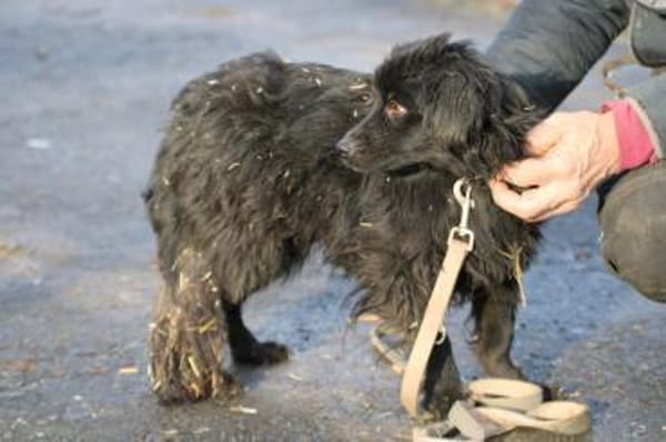 Juna - goldiger, verspielter Jungrüde