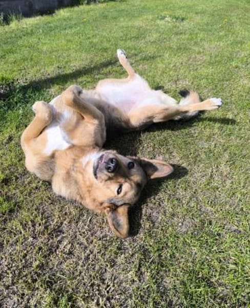 Maja sucht ein erfahrenes Zuhause