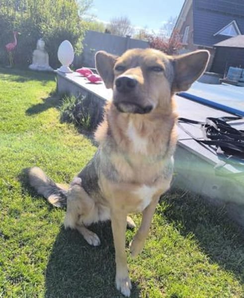 Maja sucht ein erfahrenes Zuhause