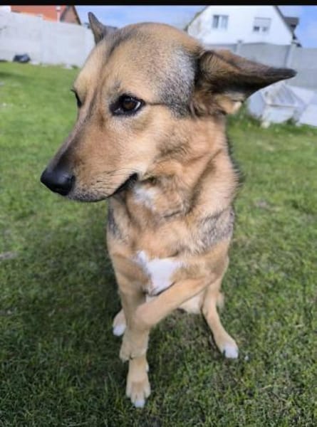 Maja sucht ein erfahrenes Zuhause