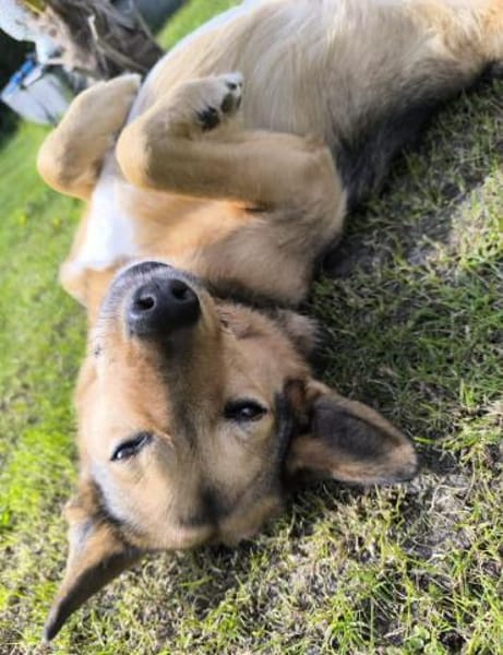 Maja sucht ein erfahrenes Zuhause