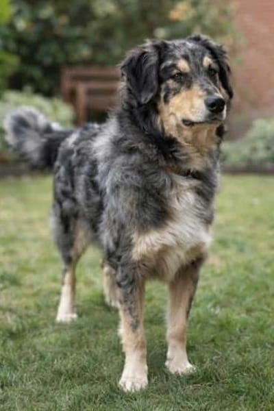 Sensibler Jungrüde ♥BALU♥ in 59174 Kamen