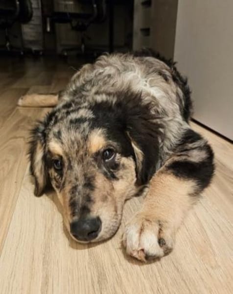 Sensibler Jungrüde ♥BALU♥ in 59174 Kamen