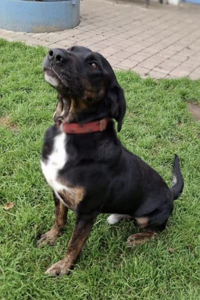 Leo 💗 wartet in 84524 Neuötting