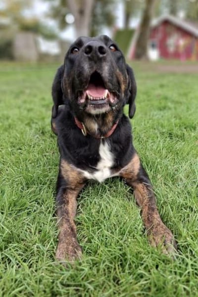 Leo 💗 wartet in 84524 Neuötting