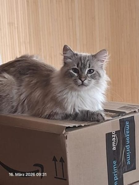 Mao Siam/Sibirian Mix Kater