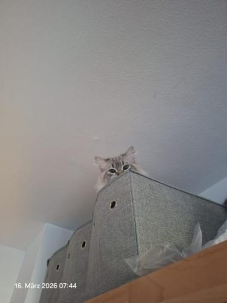 Mao Siam/Sibirian Mix Kater