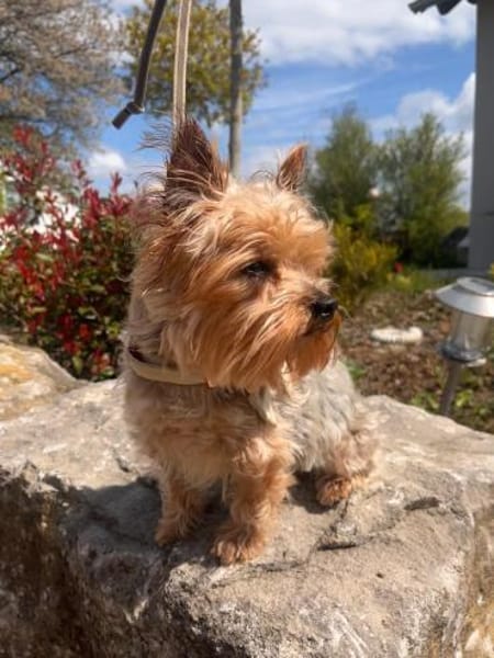 Süße Molly möchte eine Familie