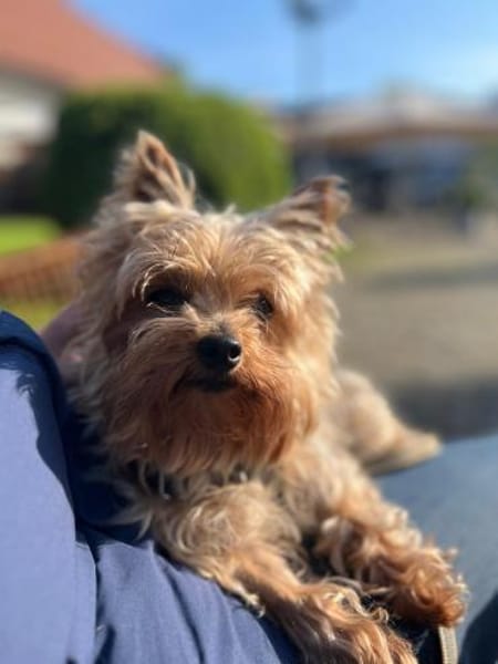 Süße Molly möchte eine Familie