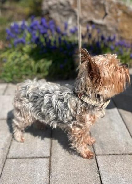 Süße Molly möchte eine Familie