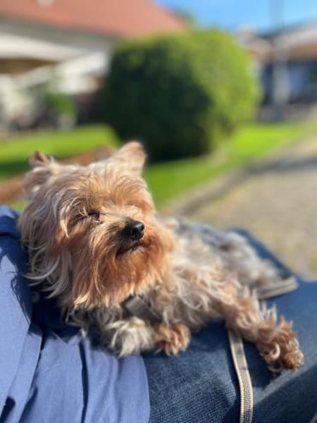 Süße Molly möchte eine Familie