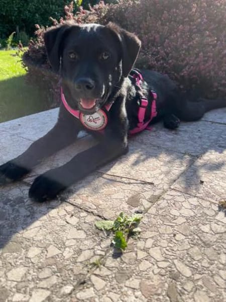 🐾 Seydi sucht ihr Für-immer-Zuhause 🐾